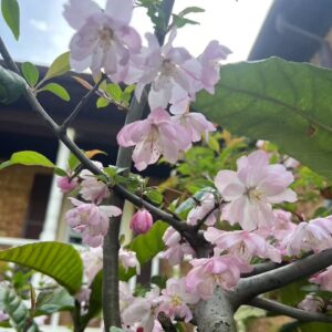 Flower Plants