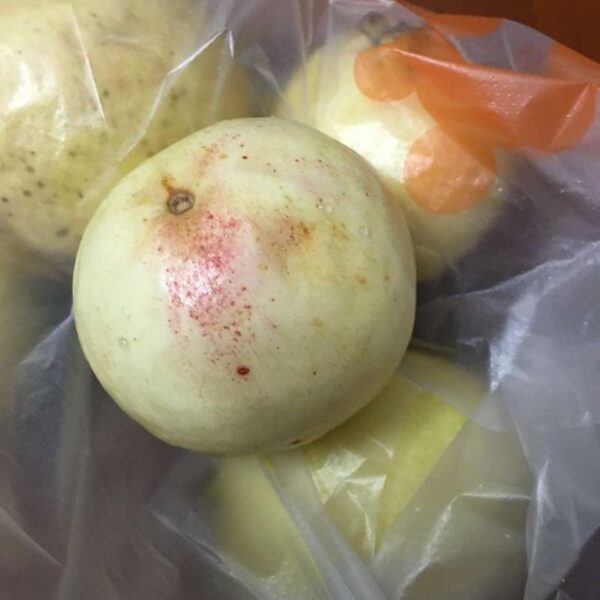 White Wax Guava (白蜡番石榴) - Image 2