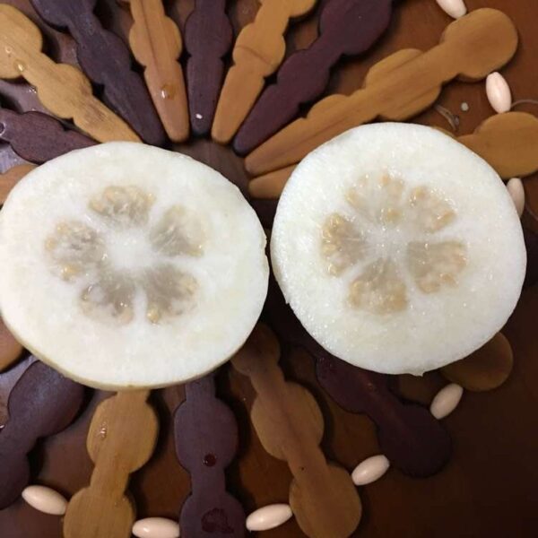 White Wax Guava (白蜡番石榴) - Image 4