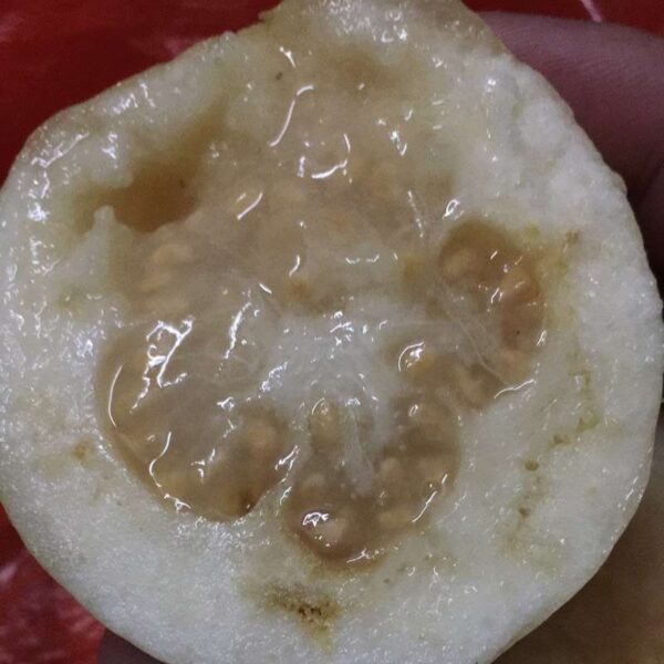 White Wax Guava (白蜡番石榴) - Image 3