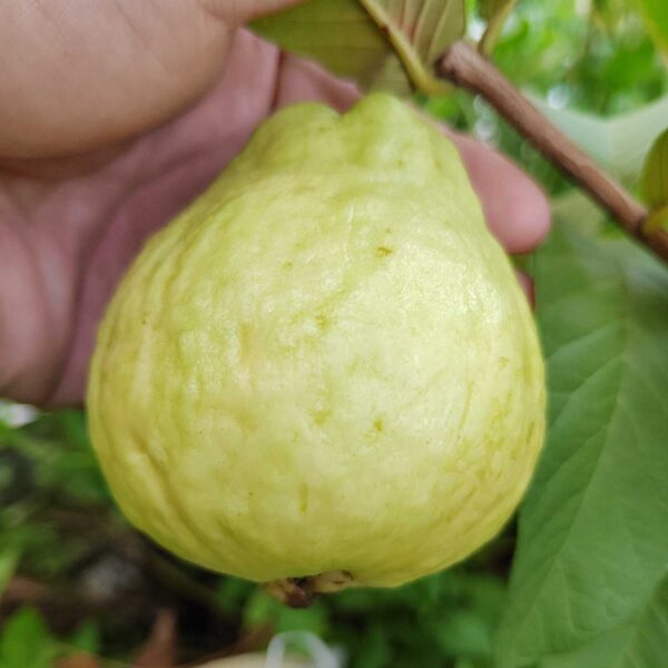 White Wax Guava (白蜡番石榴)