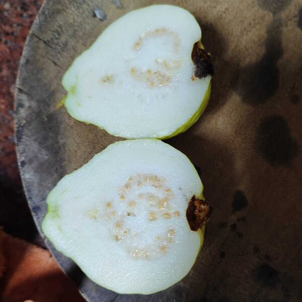 White Wax Guava (白蜡番石榴) - Image 5