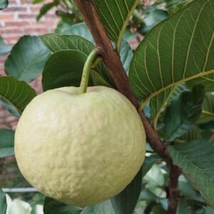Red Ruby Guava (红宝石番石榴)