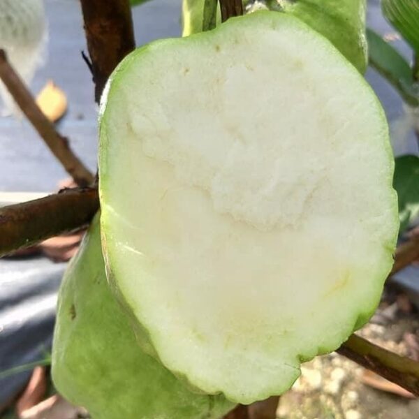 Jade Guava (翠玉番石榴) - Image 3
