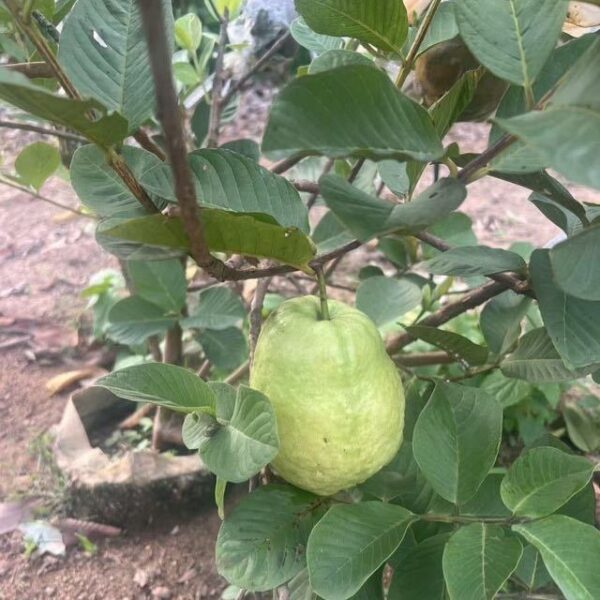 Jade Guava (翠玉番石榴) - Image 2