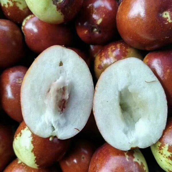 Golden Thread King Jujube (金丝王枣) - Image 3