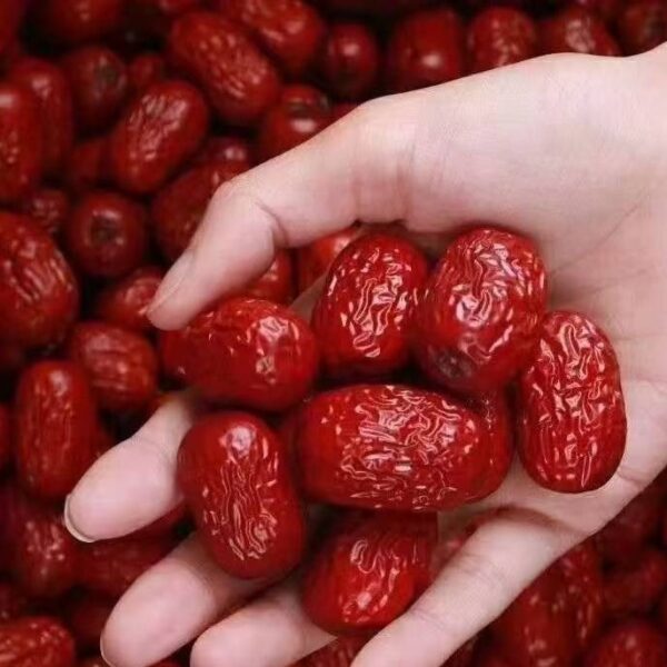 Golden Thread King Jujube (金丝王枣) - Image 4