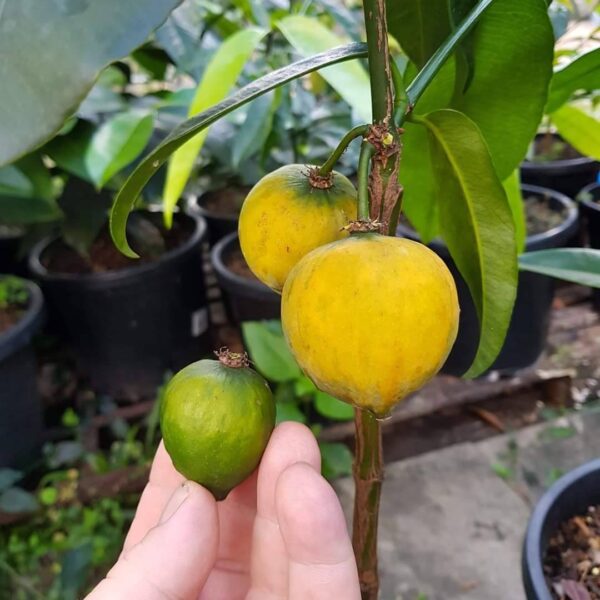 Mexico All-Female Flower Mangosteen (墨西哥全母花山竹) - Image 3