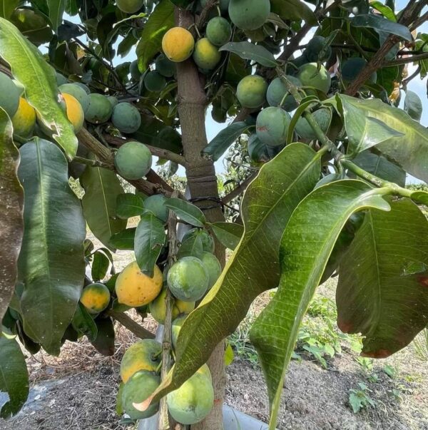 Mexico All-Female Flower Mangosteen (墨西哥全母花山竹)