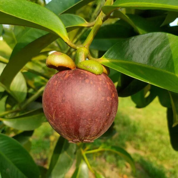 Mesta Mangosteen (马斯特山竹)