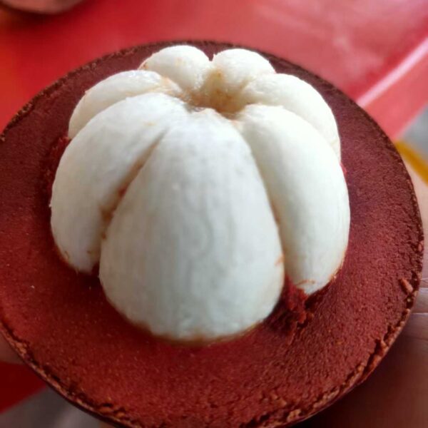 Mesta Mangosteen (马斯特山竹) - Image 3