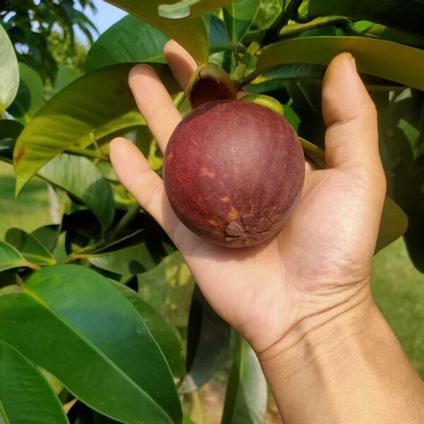 Mesta Mangosteen (马斯特山竹) - Image 2