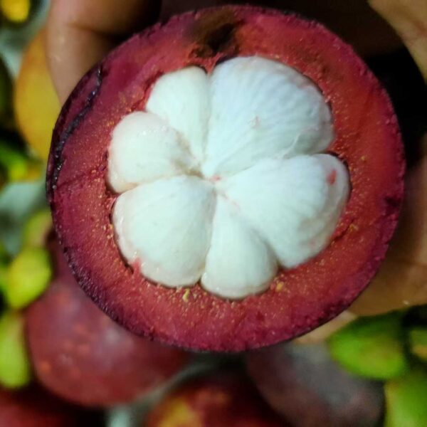 Mesta Mangosteen (马斯特山竹) - Image 4
