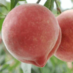 Peach (Shipping from October to April)
