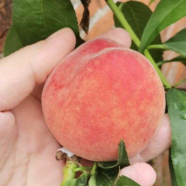 Tainung No. 7 Honey Peach (台农7号水蜜桃)